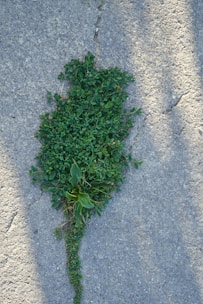 green plant on gray concrete floor