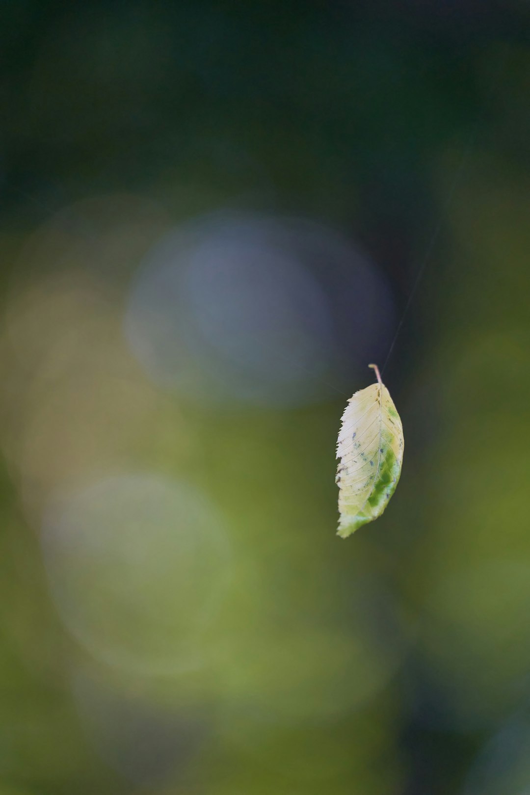 green leaf in macro photography