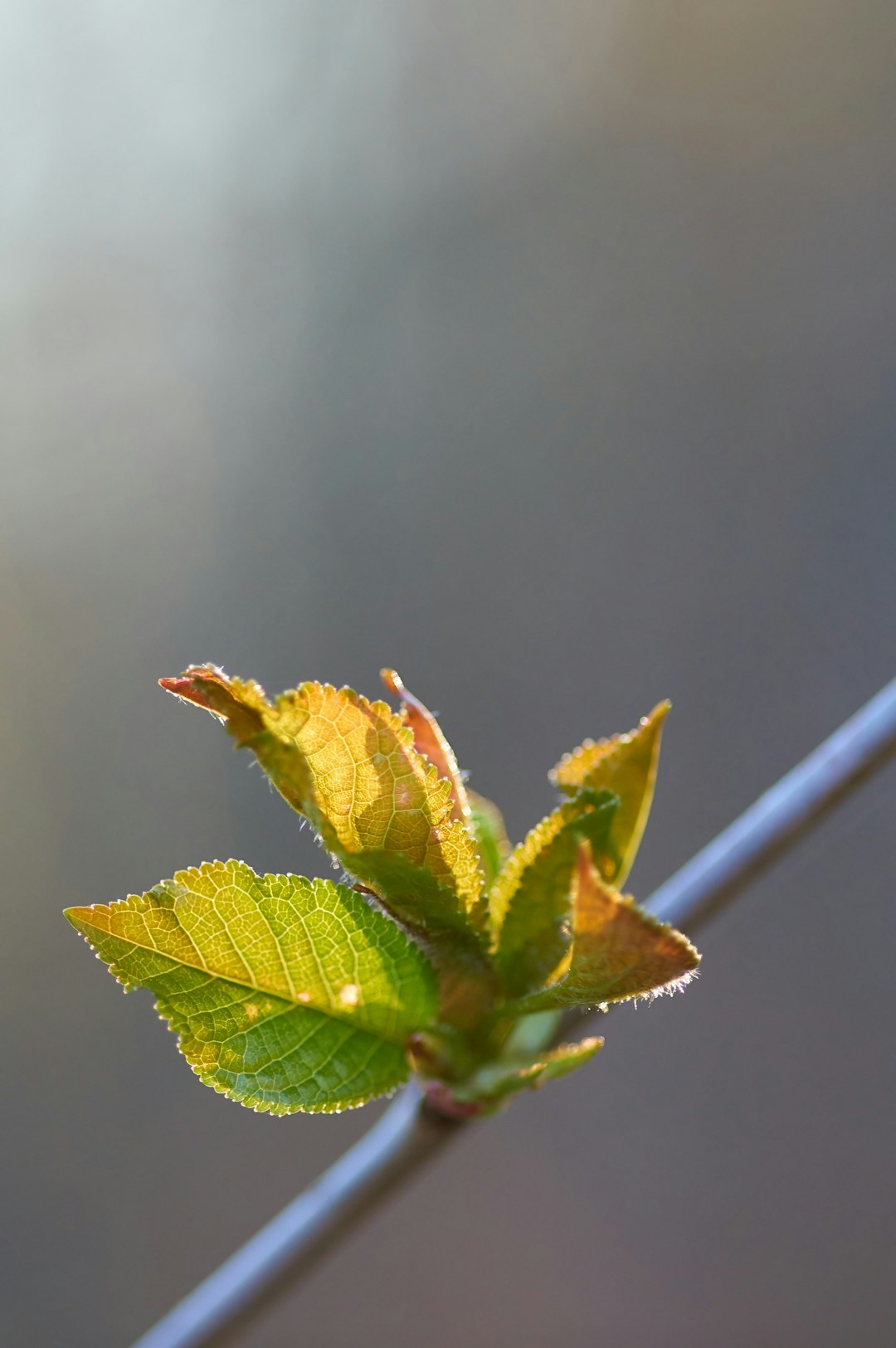 green and yellow leaf plant