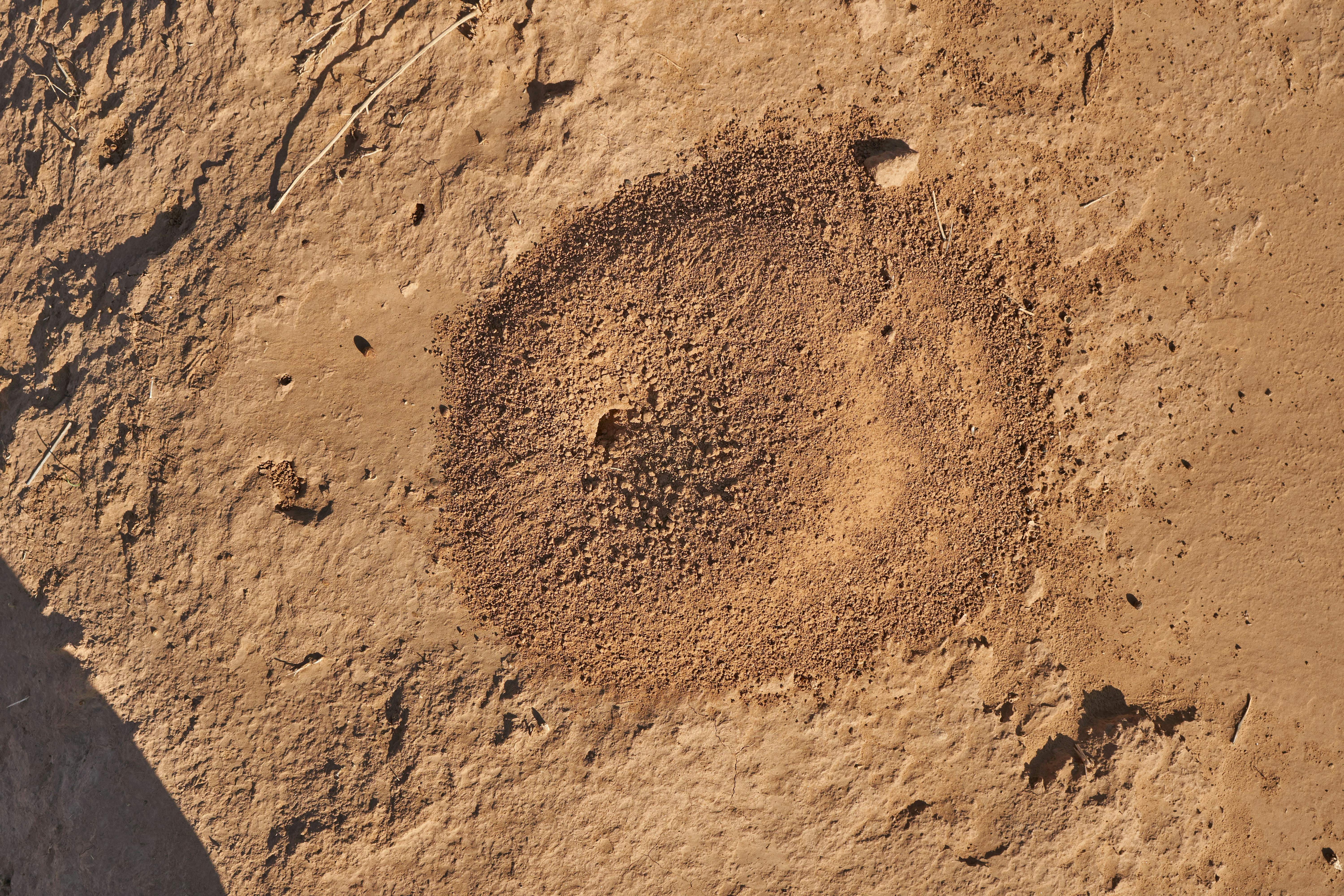 Photo by wolfgang_hasselmann