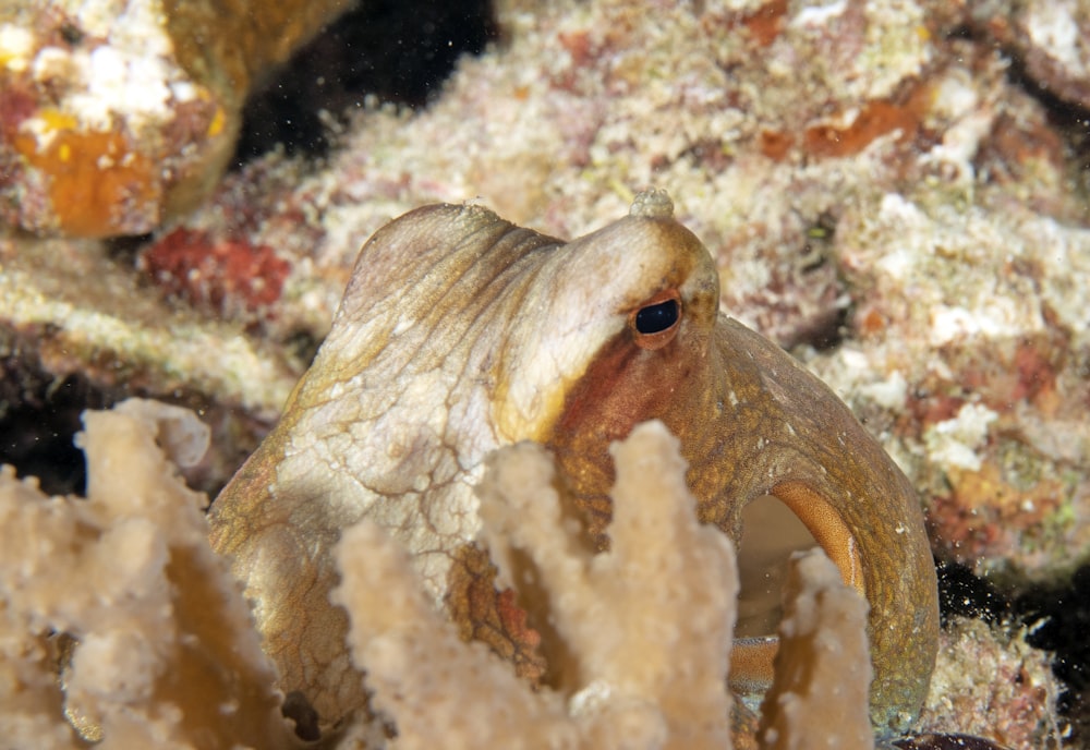 a close up of an octopus on a coral