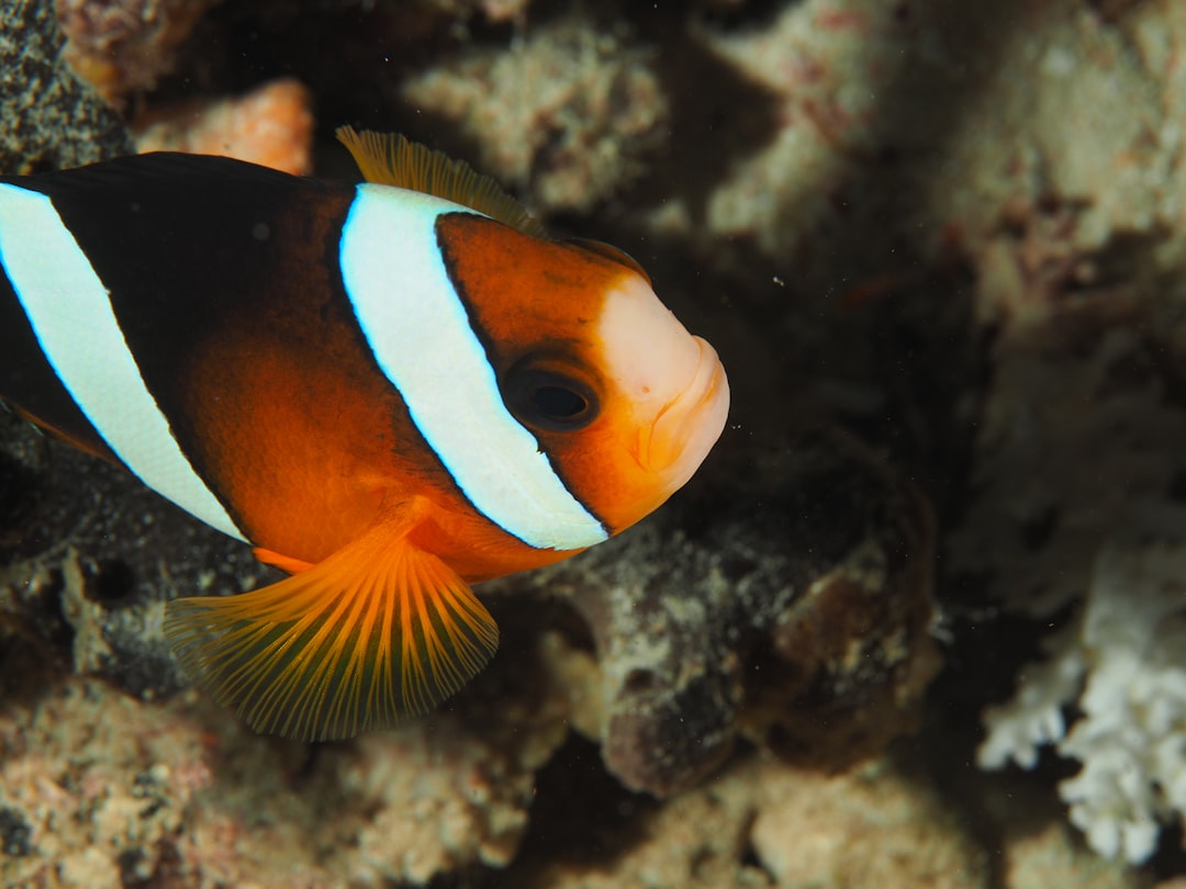 Underwater photo spot Raja Ampat Islands Indonesia