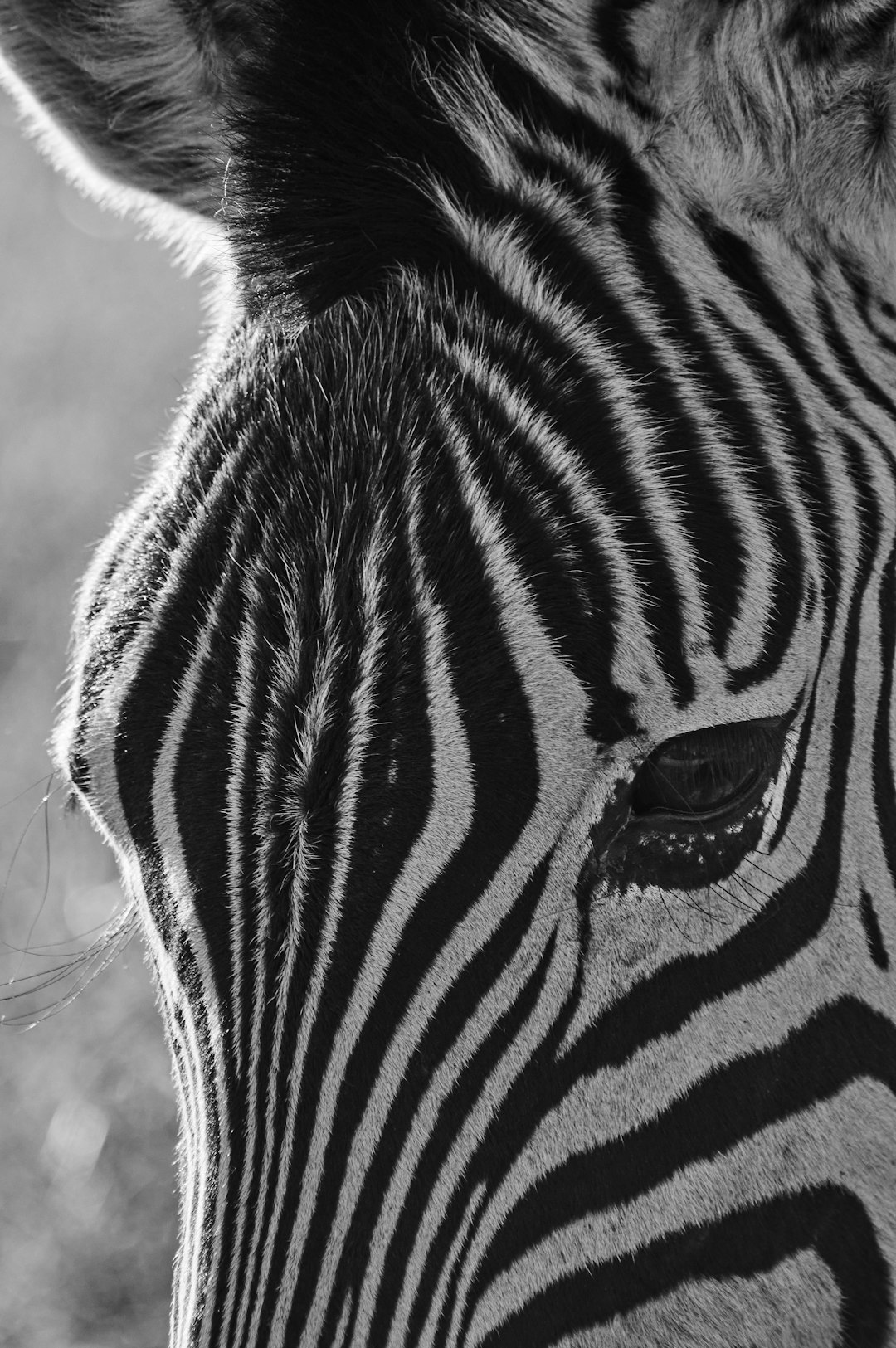 zebra in close up photography