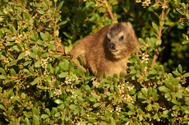 A small brown mammal, possibly a hyrax, is nestled among dense green foliage with small white flowers. The animal appears alert, with its head raised and ears perked up.