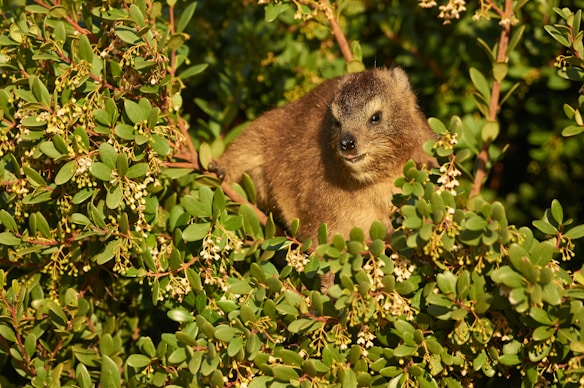 A small brown mammal, possibly a hyrax, is nestled among dense green foliage with small white flowers. The animal appears alert, with its head raised and ears perked up.