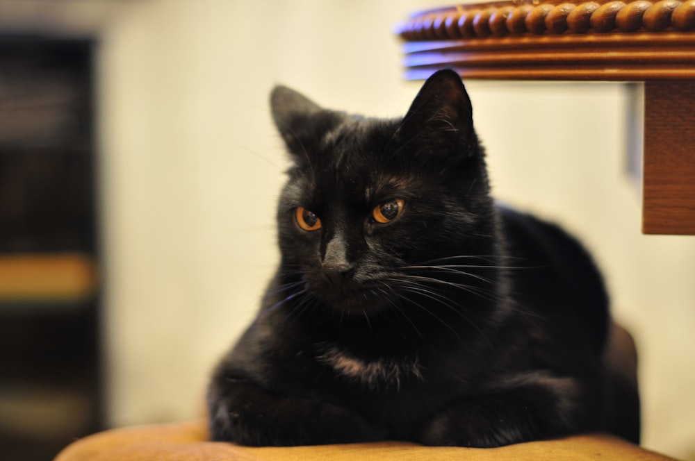 black cat on brown wooden table