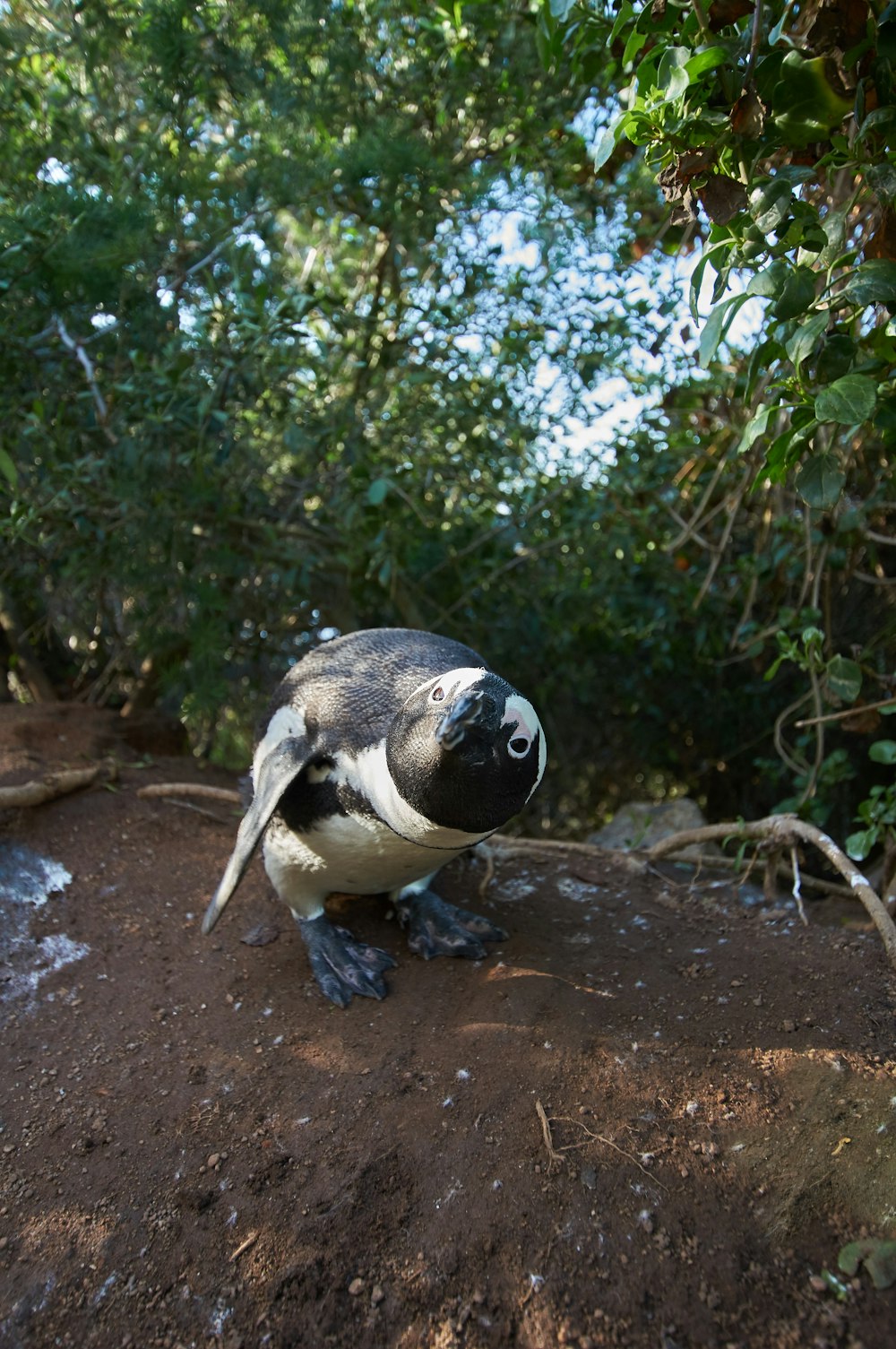 black and white penguin on brown soil