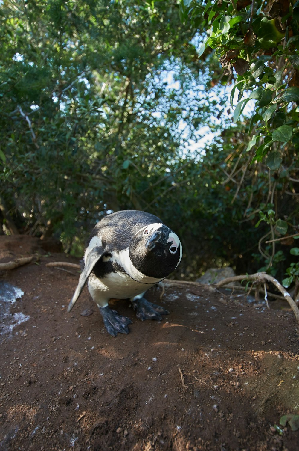 Pingouin noir et blanc sur sol brun