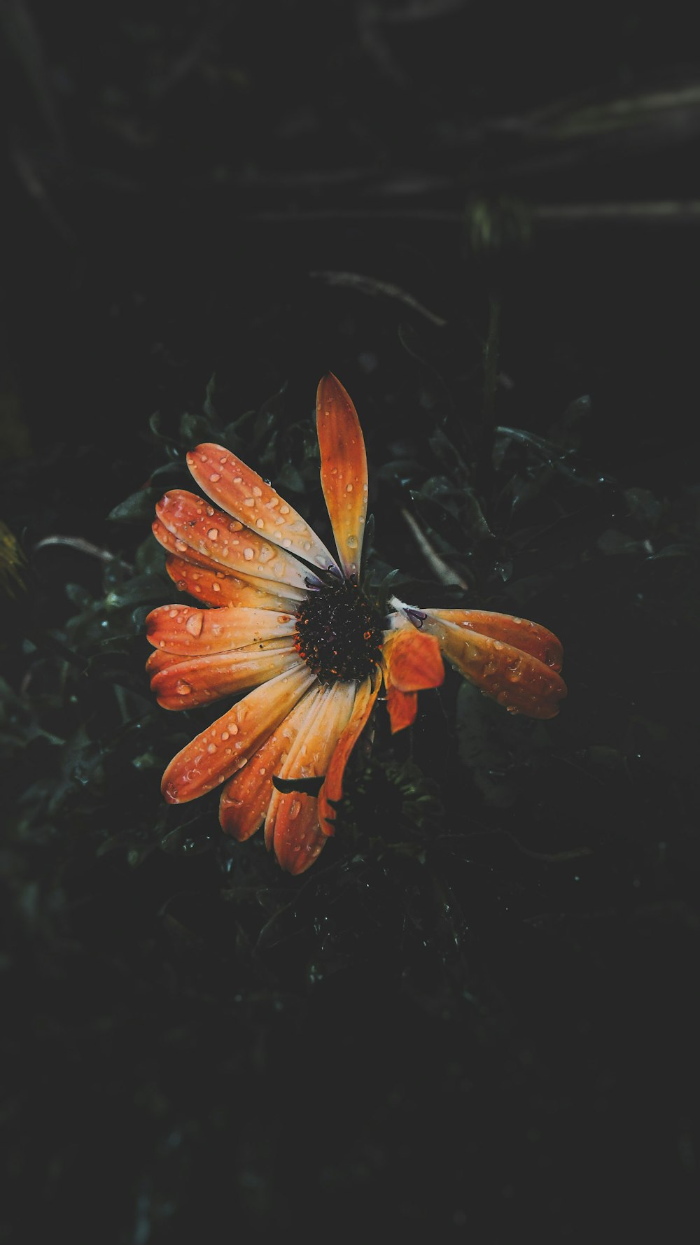 orange and yellow flower in water
