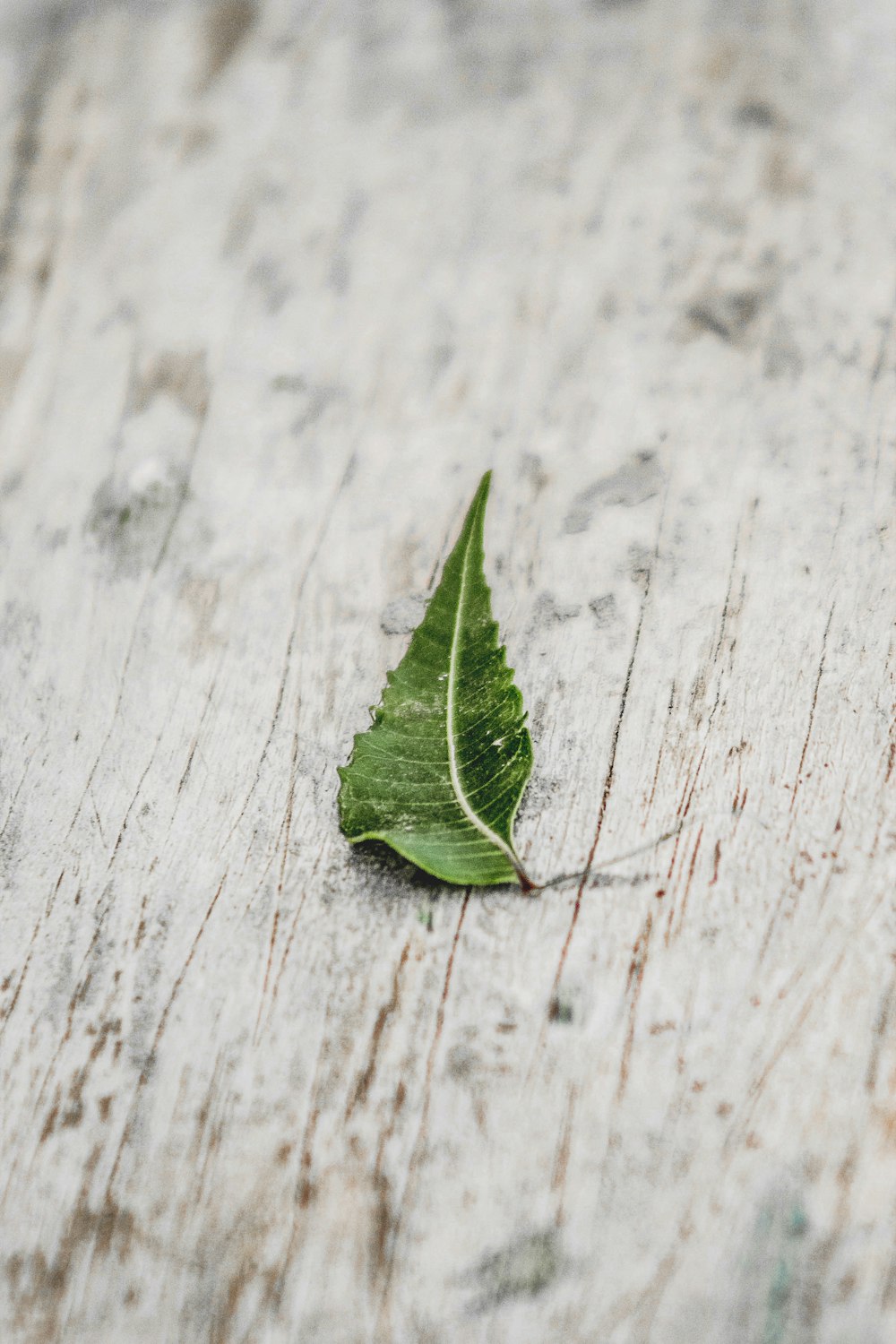 green leaf on white wooden table