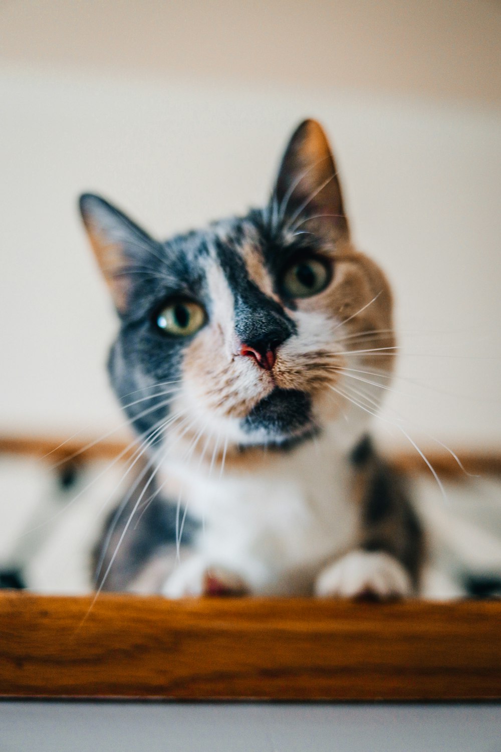 white and black cat on brown wooden table