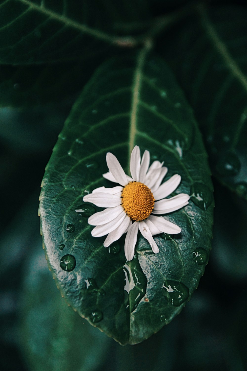 white flower on green leaf