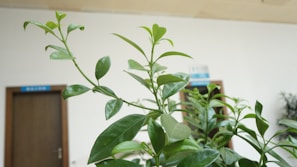 A plant with glossy green leaves is in focus, set against a blurred background featuring a plain wall and a wooden door. The environment suggests an indoor setting, possibly an office or waiting area.
