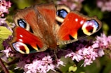 Close-up of colorful butterflies resting on blooming native flowers.