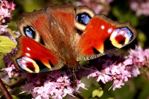 Close-up of colorful butterflies resting on blooming native flowers.
