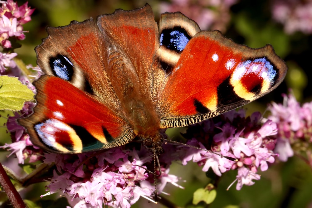 peacock butterfly perched on purple flower