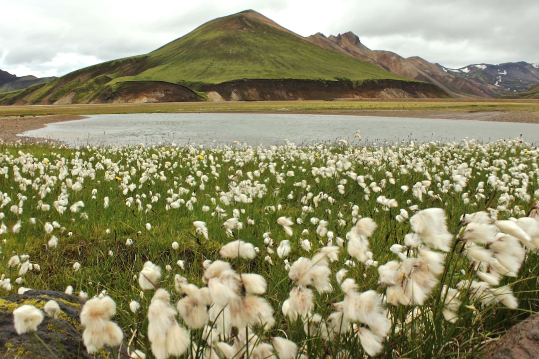 Tundra photo spot Landmannalaugar Southern Region