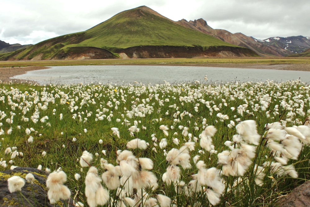 white flowers on green grass field near body of water during daytime