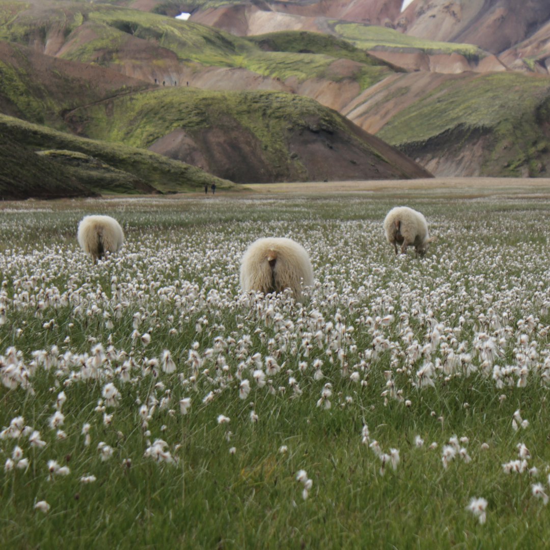 Tundra photo spot Landmannalaugar Southern Region