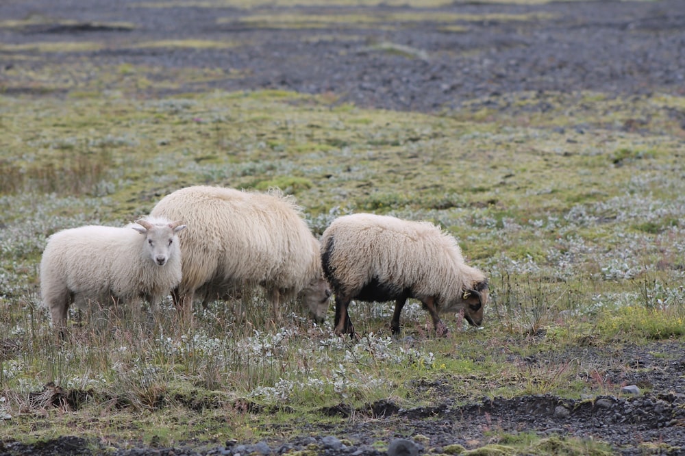 pecore bianche sul campo di erba verde durante il giorno