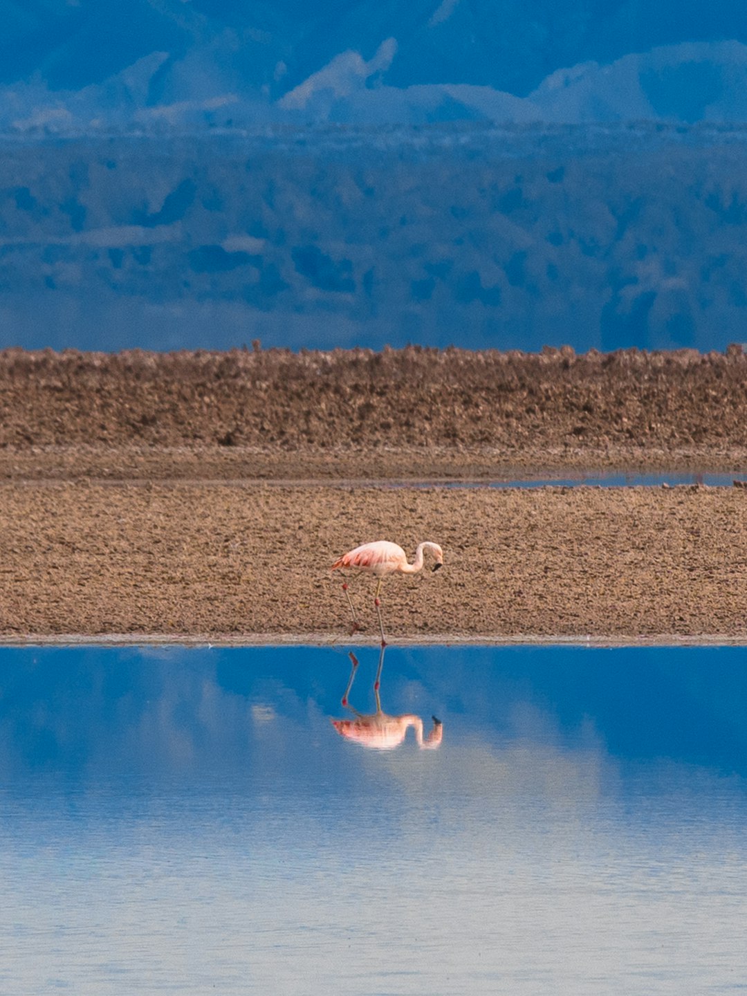 Lagoon photo spot Lagunas AltiplÃ¡nicas Salar de Atacama