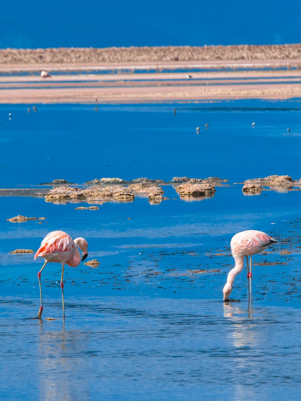 pink flamingo on water during daytime