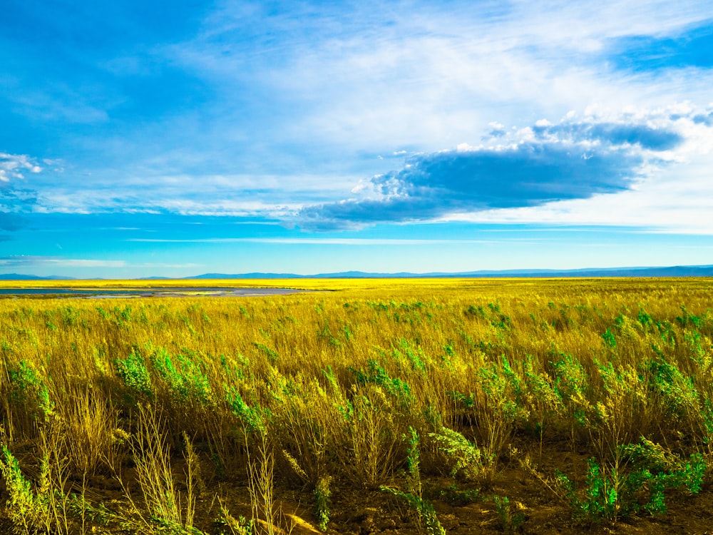 green grass field under blue sky during daytime