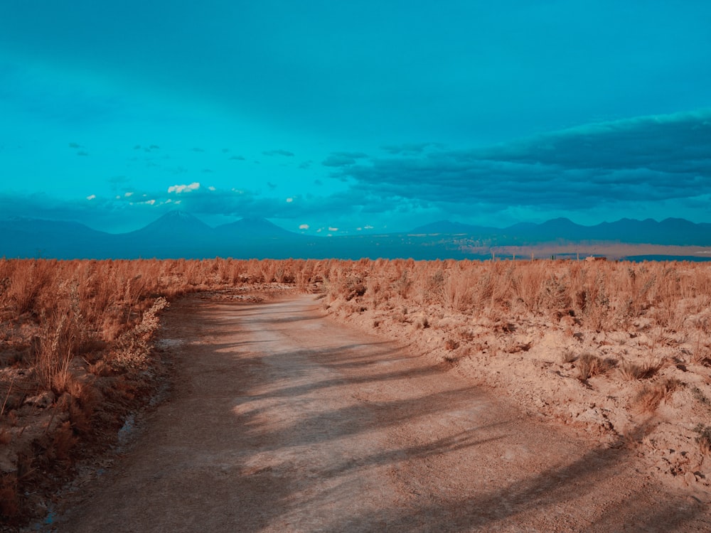 brown field under blue sky during daytime