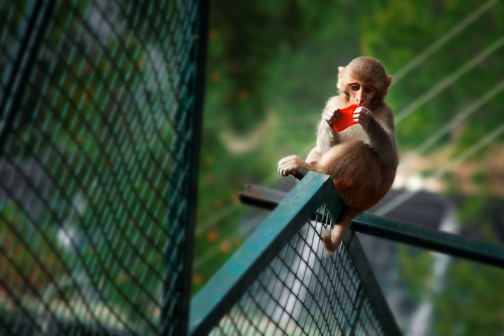 brown monkey on green metal fence during daytime