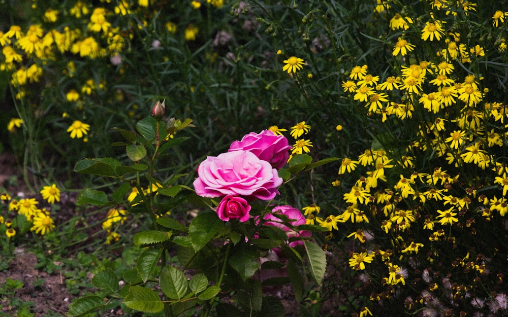 pink rose in bloom during daytime