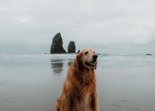 golden retriever sitting on beach shore during daytime