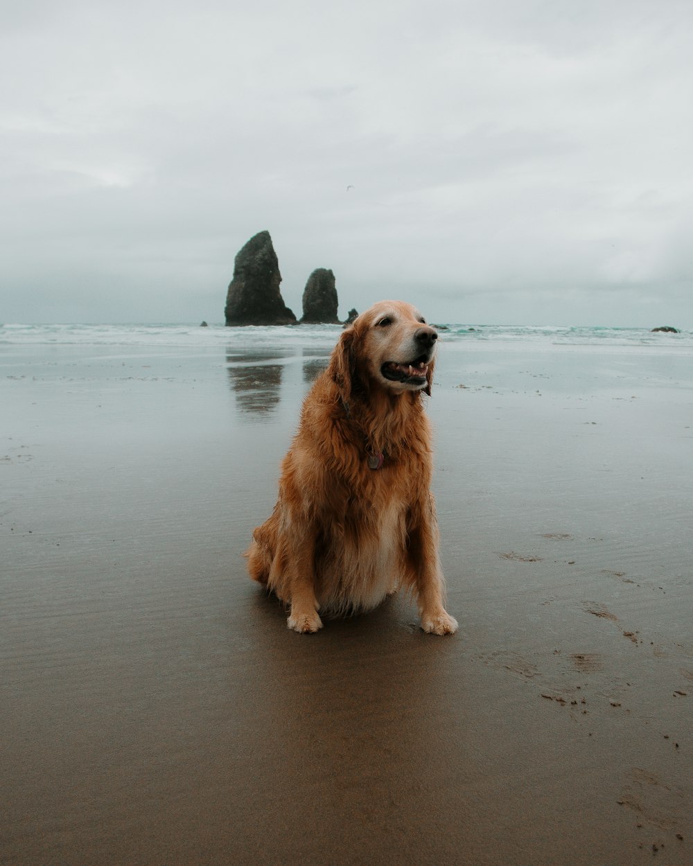 golden retriever sitting on beach shore during daytime