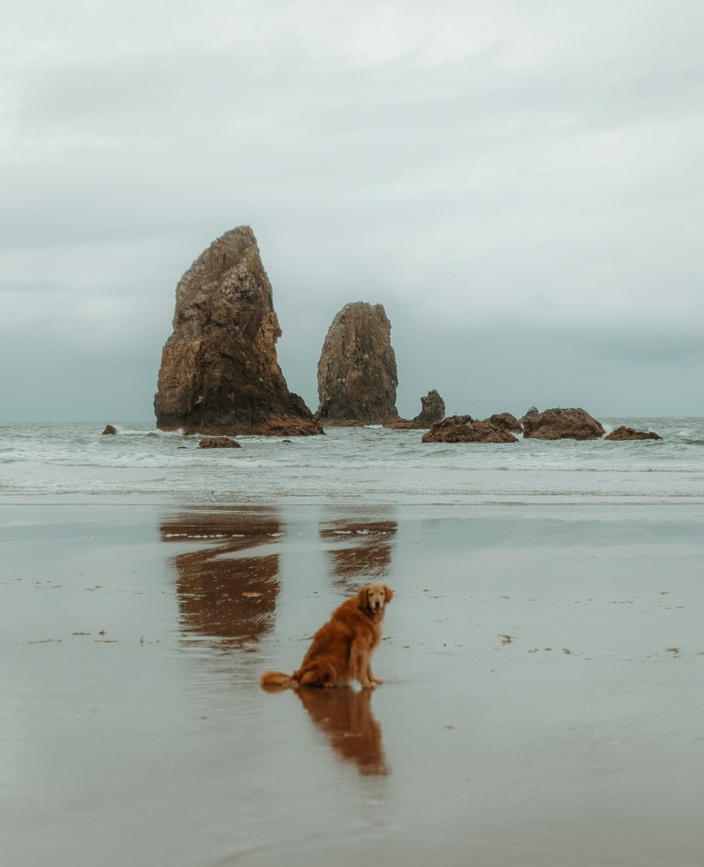 brown short coated dog on beach during daytime