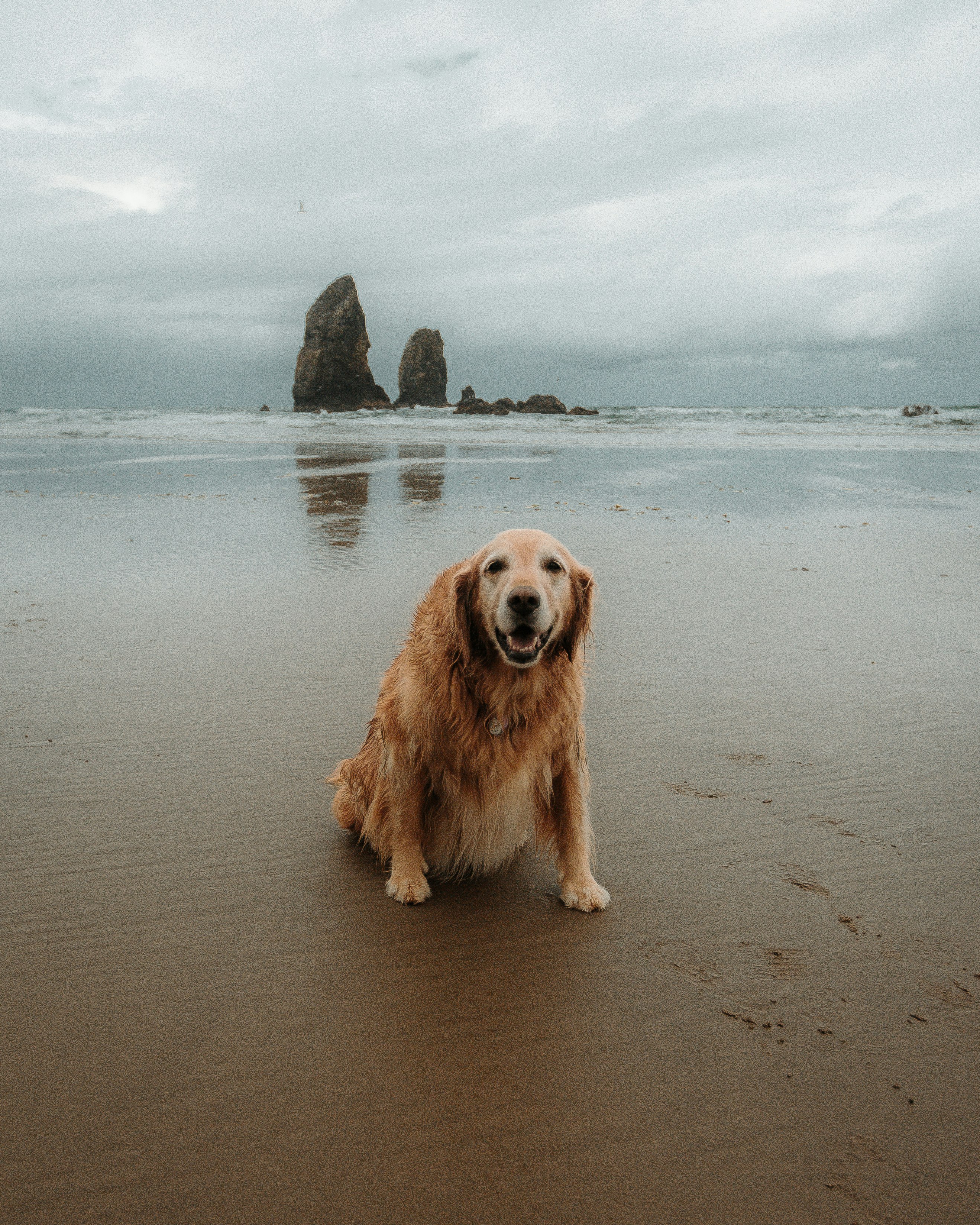 golden retriever sitting on beach shore during daytime