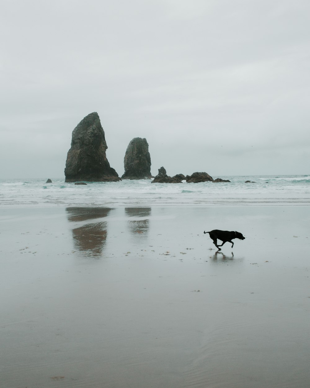 black short coat medium dog on seashore during daytime