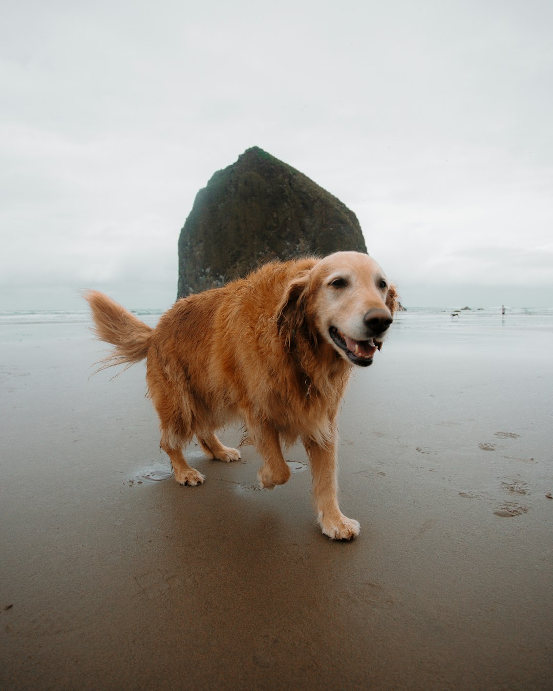 golden retriever walking on the beach during daytime