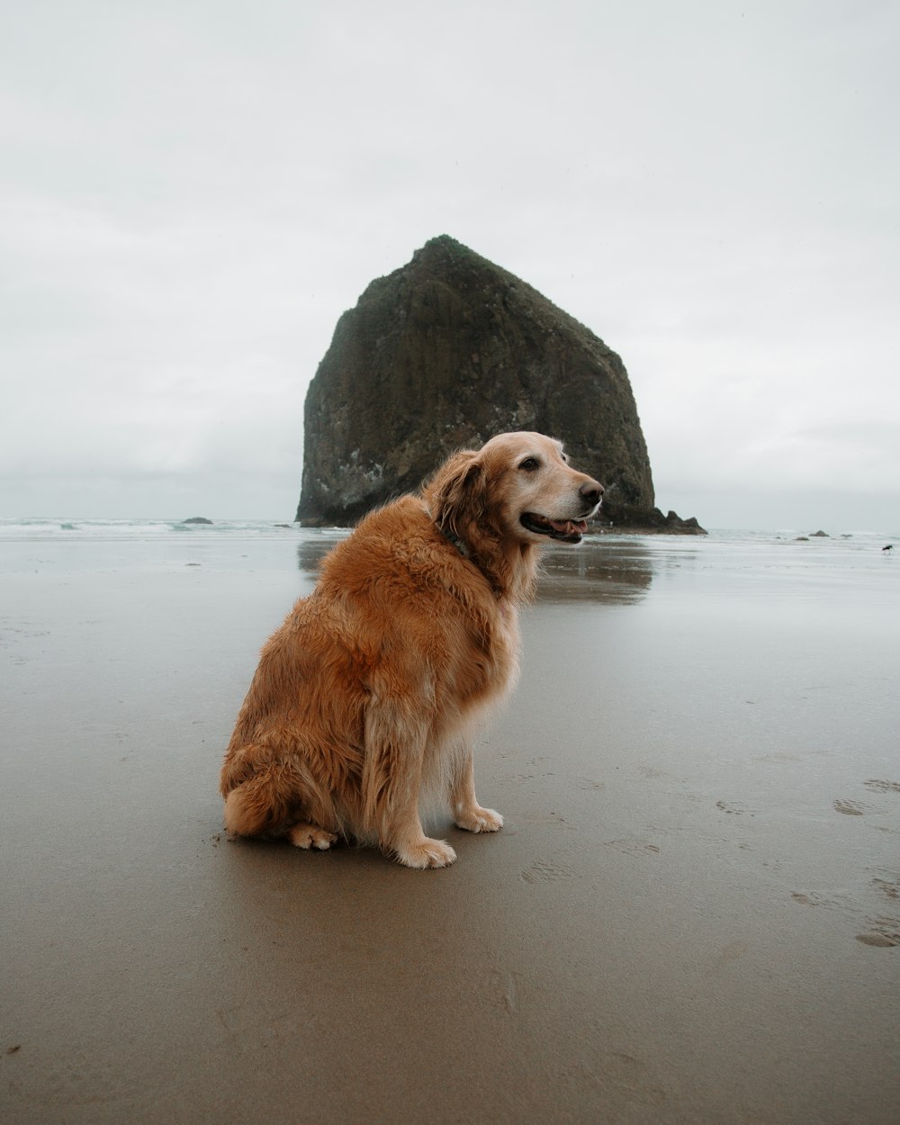 golden retriever sitting on gray sand during daytime