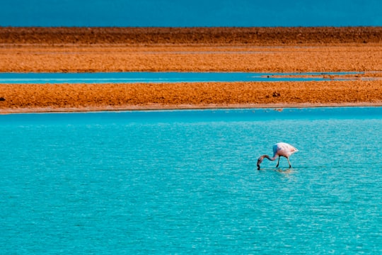 white bird on water during daytime in Deserto de Atacama Chile
