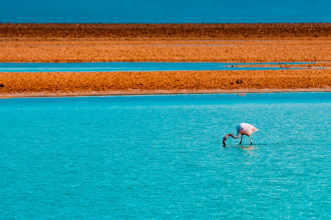 travelers stories about Swimming pool in Deserto de Atacama, Chile