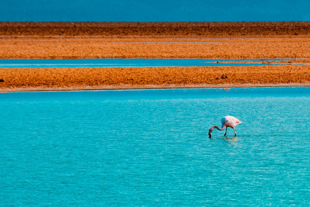 white bird on water during daytime