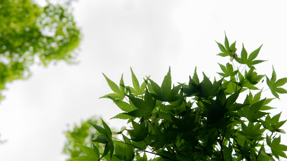 green leaves under white sky during daytime