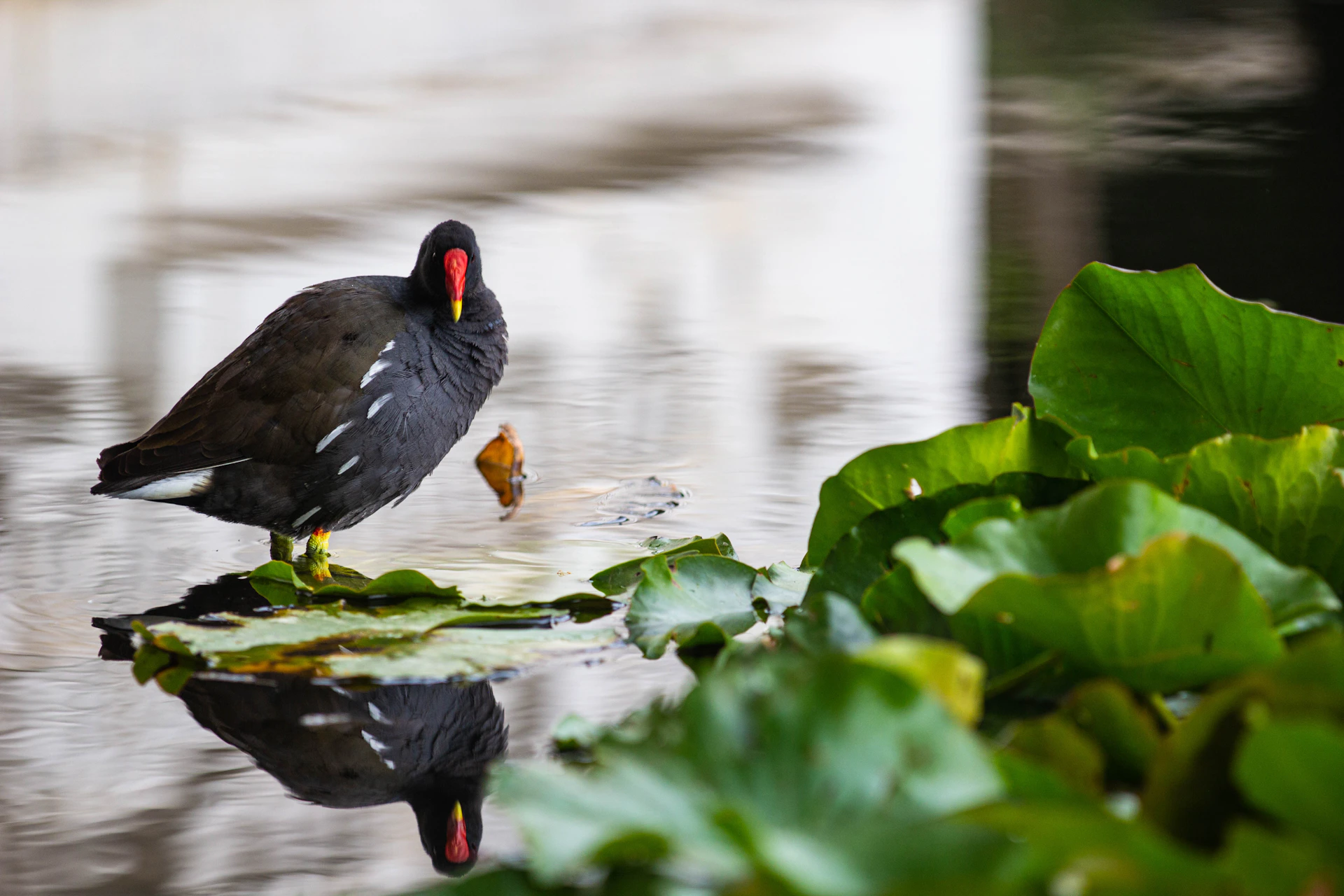 black duck on water during daytime