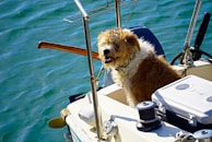 A fluffy, brown and white dog sits contentedly on a boat surrounded by nautical equipment. The water around the boat is a vibrant blue-green, and the sun casts bright highlights on the dog's fur.