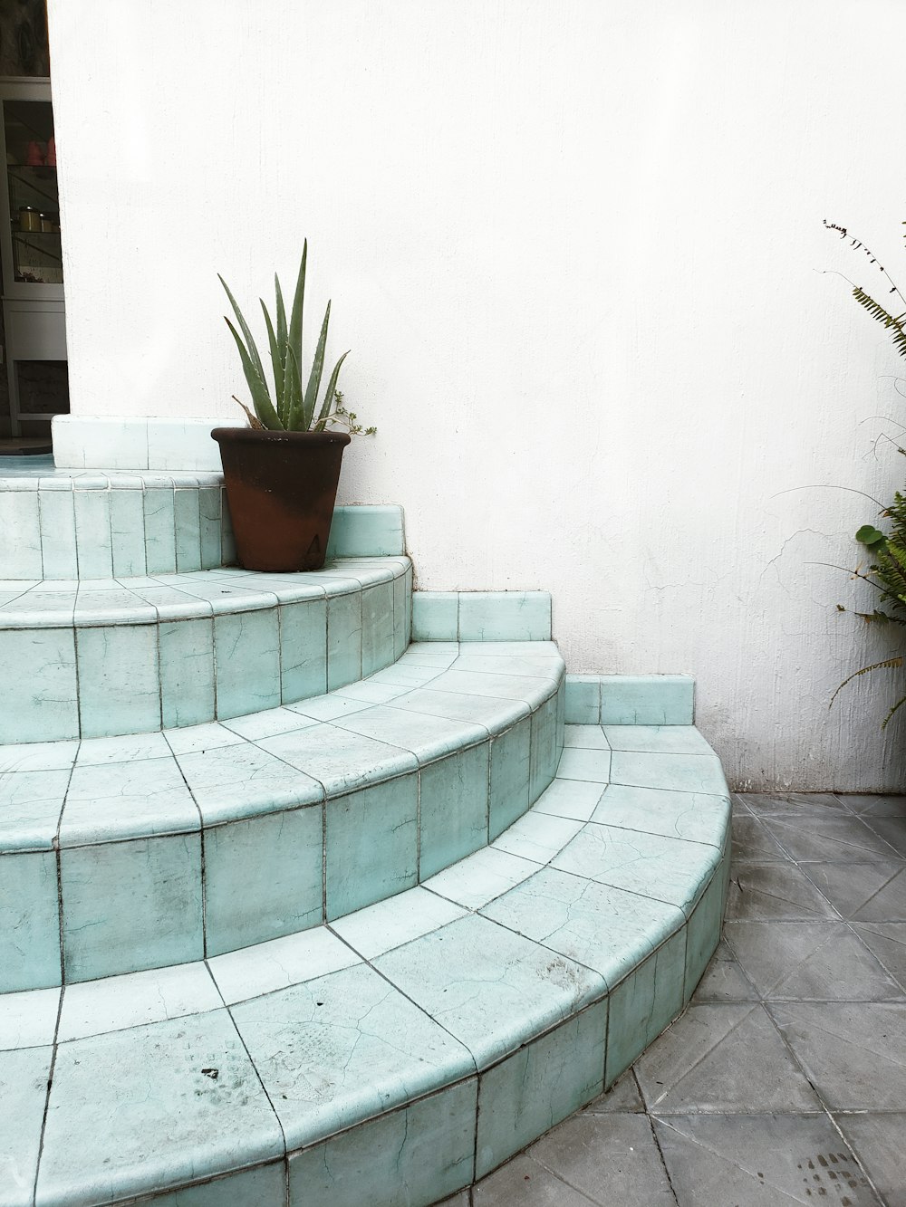 green plant on gray concrete stairs