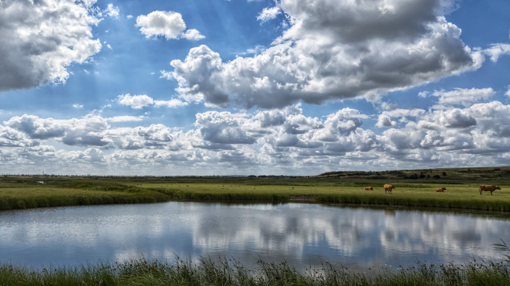 green grass field beside lake under white clouds and blue sky during daytime