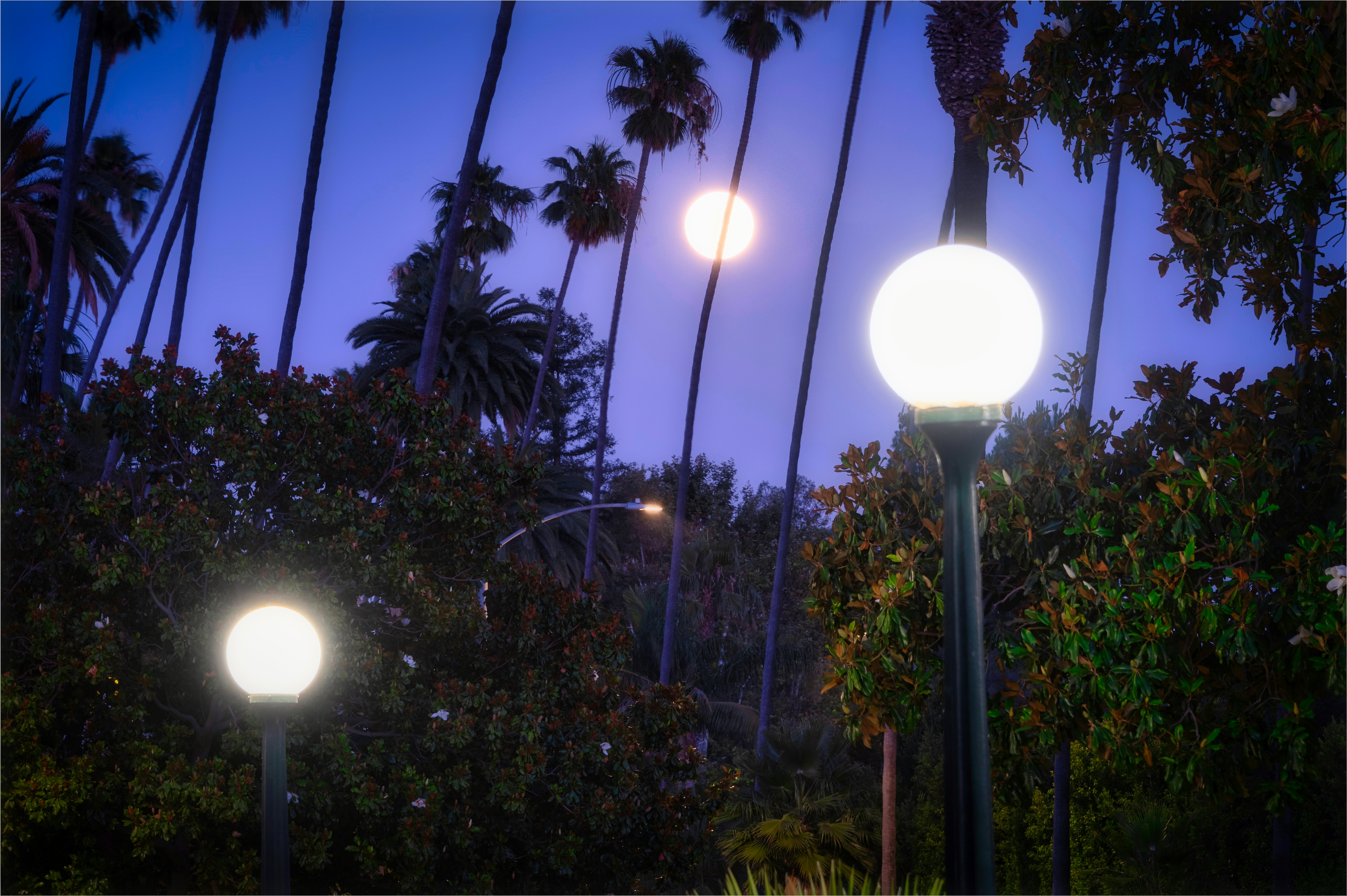 green palm trees during night time