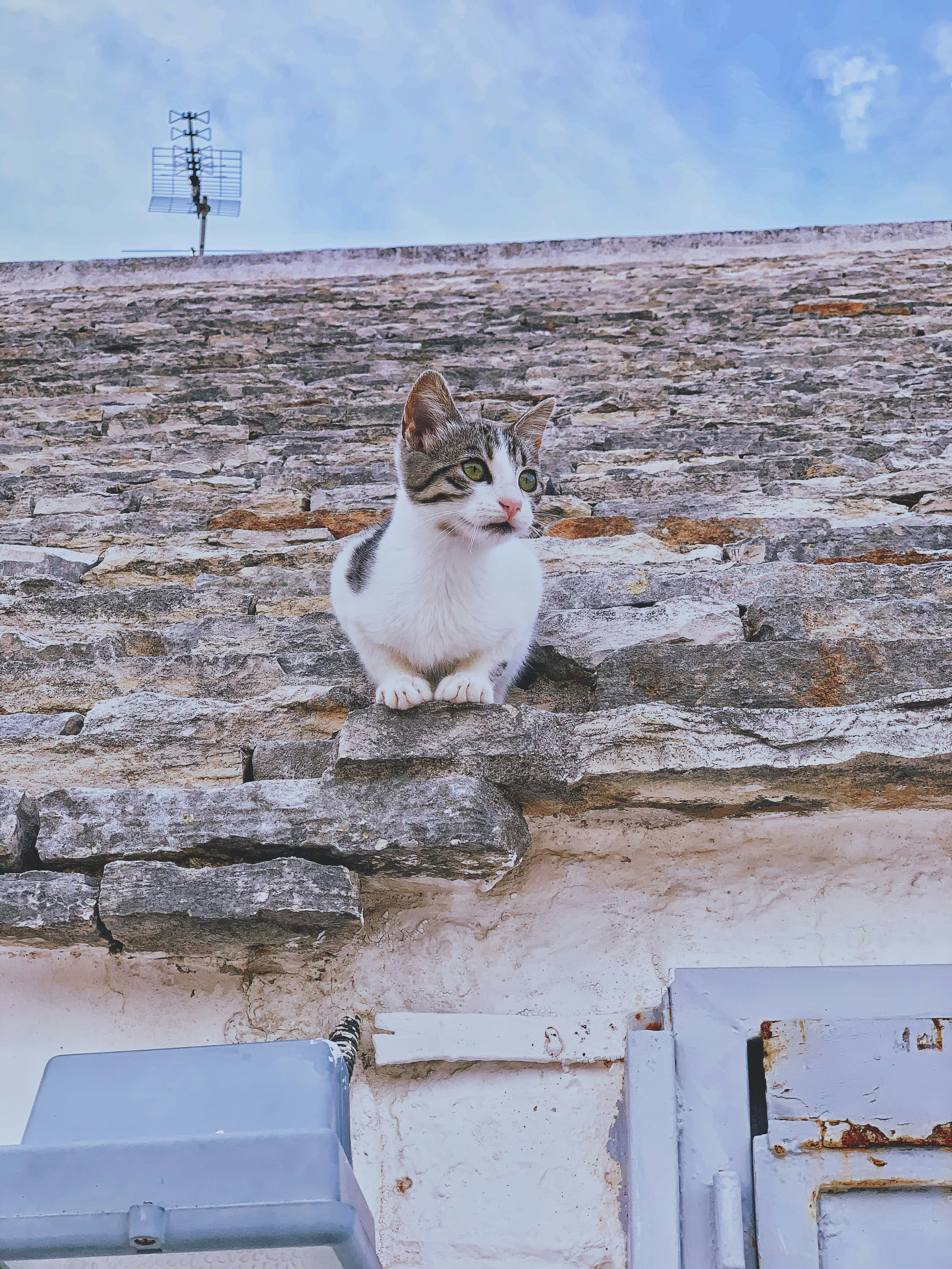 white and brown cat on gray concrete wall during daytime