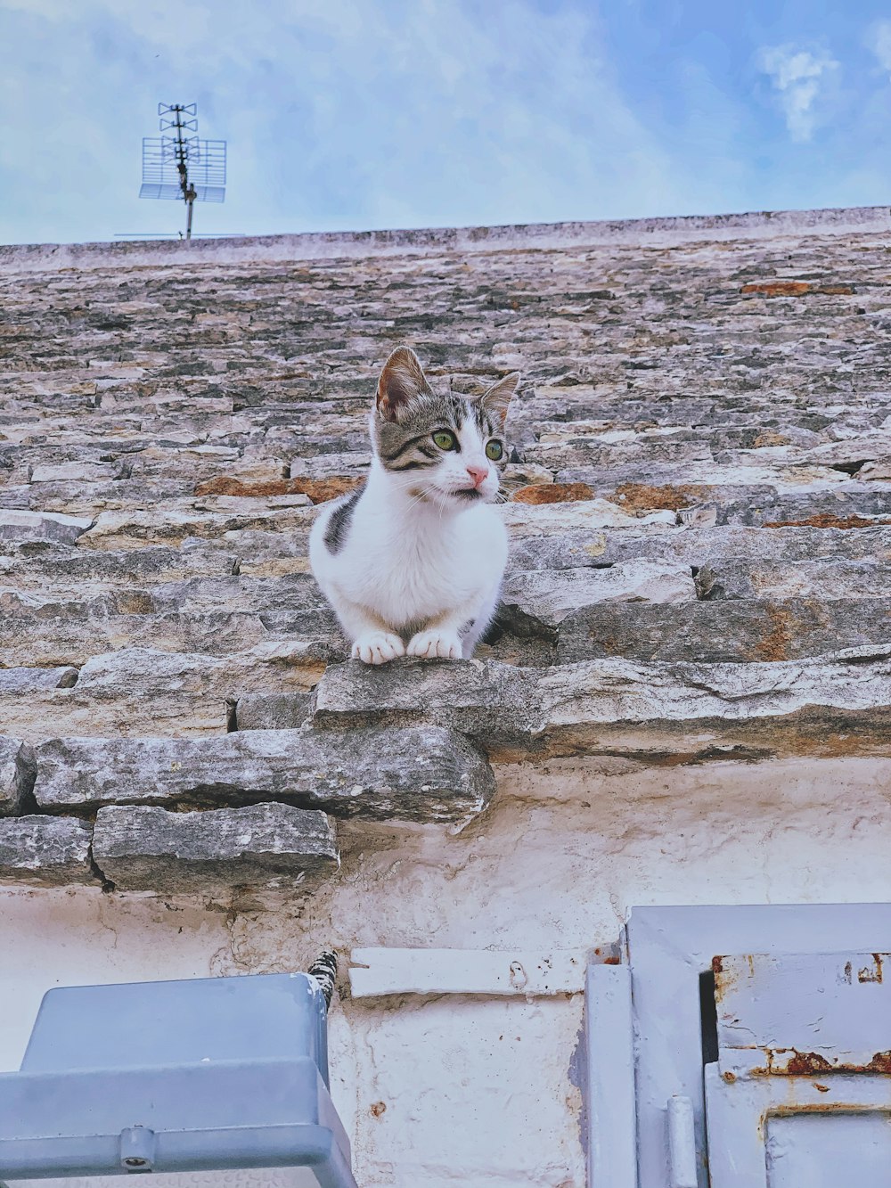 white and brown cat on gray concrete wall during daytime