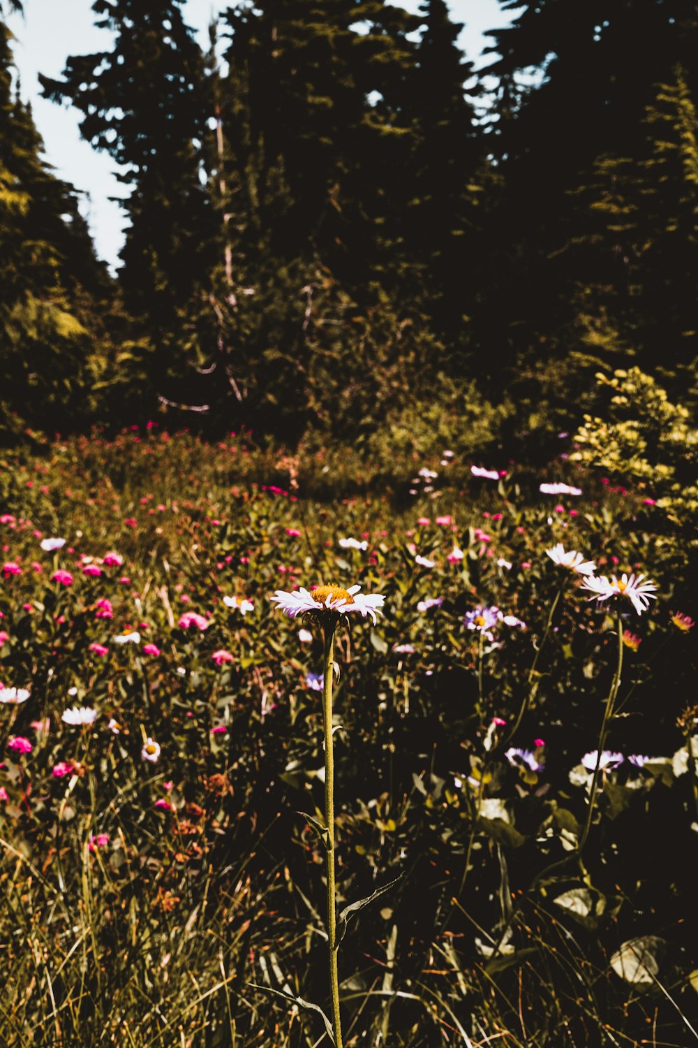 white and pink flowers in forest during daytime