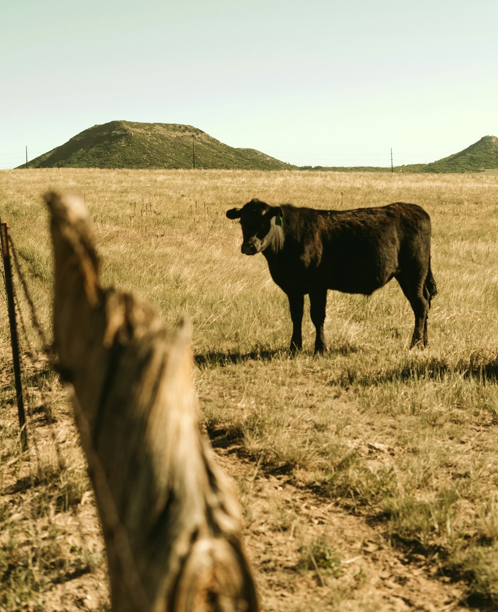 Vaca negra en campo de hierba verde durante el día